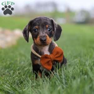 Leo, Dachshund Puppy